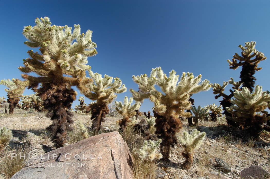 Image 09126, A small forest of Teddy-Bear chollas is found in Joshua Tree National Park. Although this plant carries a lighthearted name, its armorment is most serious. California, USA, Opuntia bigelovii, Phillip Colla, all rights reserved worldwide. Keywords: california, desert, environment, joshua tree, joshua tree national park, jumping cholla, national park, national parks, nature, opuntia bigelovii, outdoors, outside, teddy-bear cholla, teddybear cholla, usa.