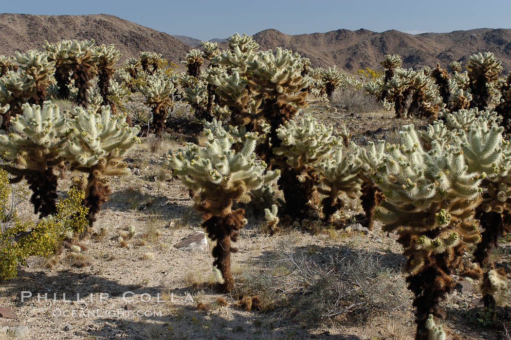 Image 09130, A small forest of Teddy-Bear chollas is found in Joshua Tree National Park. Although this plant carries a lighthearted name, its armorment is most serious. California, USA, Opuntia bigelovii, Phillip Colla, all rights reserved worldwide. Keywords: california, desert, environment, joshua tree, joshua tree national park, jumping cholla, national park, national parks, nature, opuntia bigelovii, outdoors, outside, teddy-bear cholla, teddybear cholla, usa.