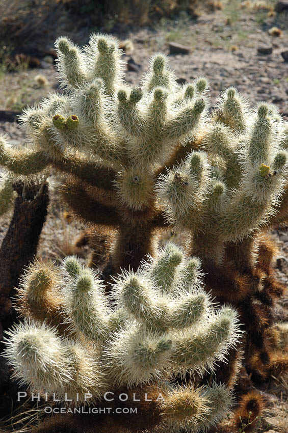 The Teddy-Bear chollas dense array of spines is clearly apparent. Joshua Tree National Park, California, USA, Opuntia bigelovii, natural history stock photograph, photo id 09134