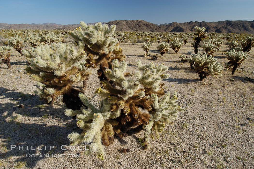 A small forest of Teddy-Bear chollas is found in Joshua Tree National Park. Although this plant carries a lighthearted name, its armorment is most serious. California, USA, Opuntia bigelovii, natural history stock photograph, photo id 09138