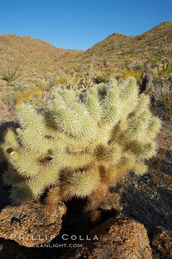 Teddy bear cholla cactus. Anza-Borrego Desert State Park, Borrego Springs, California, USA, Opuntia bigelovii, natural history stock photograph, photo id 11590