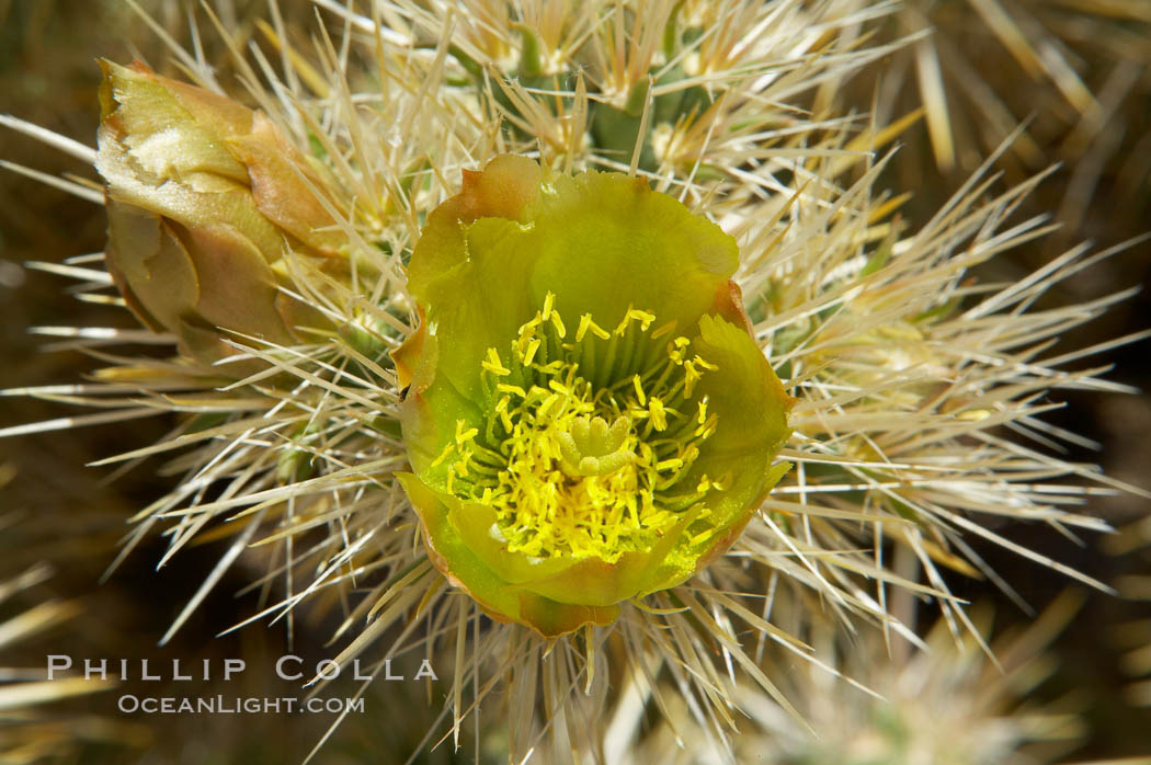 Teddy-Bear cholla blooms in spring. This species is covered with dense spines and pieces easily detach and painfully attach to the skin of distracted passers-by. Joshua Tree National Park, California, USA, Opuntia bigelovii, natural history stock photograph, photo id 11934