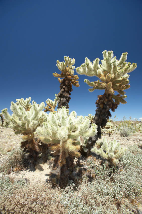 Teddy-Bear cholla cactus. This species is covered with dense spines and pieces easily detach and painfully attach to the skin of distracted passers-by. Joshua Tree National Park, California, USA, Opuntia bigelovii, natural history stock photograph, photo id 11982