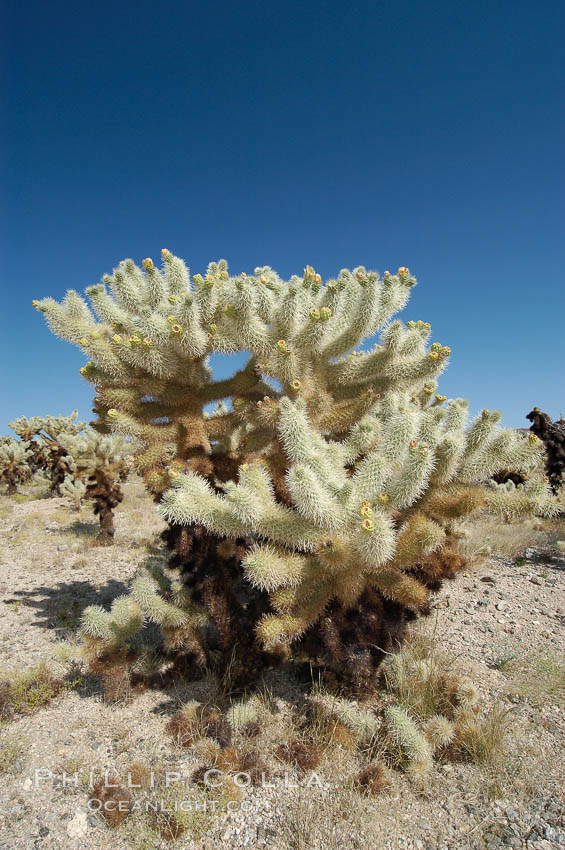 Teddy-Bear cholla. Joshua Tree National Park, California, USA, Opuntia bigelovii, natural history stock photograph, photo id 09124