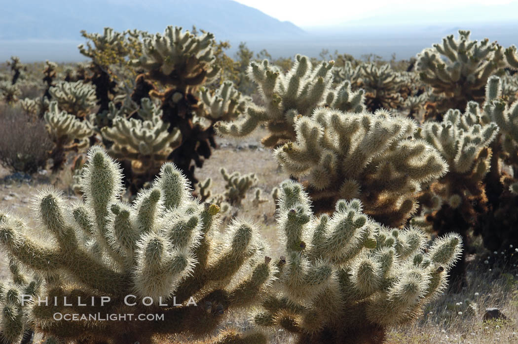 A small forest of Teddy-Bear chollas is found in Joshua Tree National Park. Although this plant carries a lighthearted name, its armorment is most serious. California, USA, Opuntia bigelovii, natural history stock photograph, photo id 09132