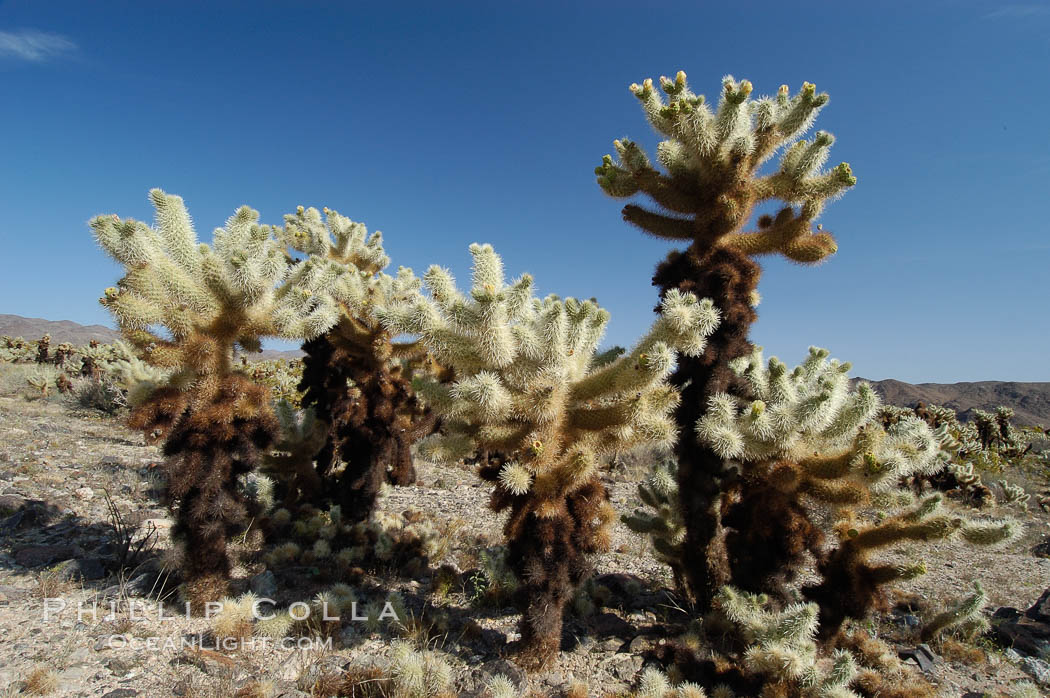 Image 09140, A small forest of Teddy-Bear chollas is found in Joshua Tree National Park. Although this plant carries a lighthearted name, its armorment is most serious. California, USA, Opuntia bigelovii, Phillip Colla, all rights reserved worldwide. Keywords: california, desert, environment, joshua tree, joshua tree national park, jumping cholla, national park, national parks, nature, opuntia bigelovii, outdoors, outside, teddy-bear cholla, teddybear cholla, usa.