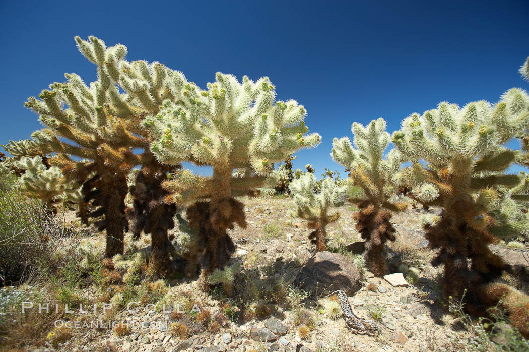 Teddy-Bear cholla cactus. This species is covered with dense spines and pieces easily detach and painfully attach to the skin of distracted passers-by. Joshua Tree National Park, California, USA, Opuntia bigelovii, natural history stock photograph, photo id 11980