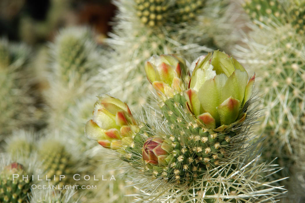 Image 09123, A bloom sprouts from the branch of a Teddy-Bear cholla. Joshua Tree National Park, California, USA, Opuntia bigelovii, Phillip Colla, all rights reserved worldwide. Keywords: california, desert, environment, joshua tree, joshua tree national park, jumping cholla, national park, national parks, nature, opuntia bigelovii, outdoors, outside, teddy-bear cholla, teddybear cholla, usa.