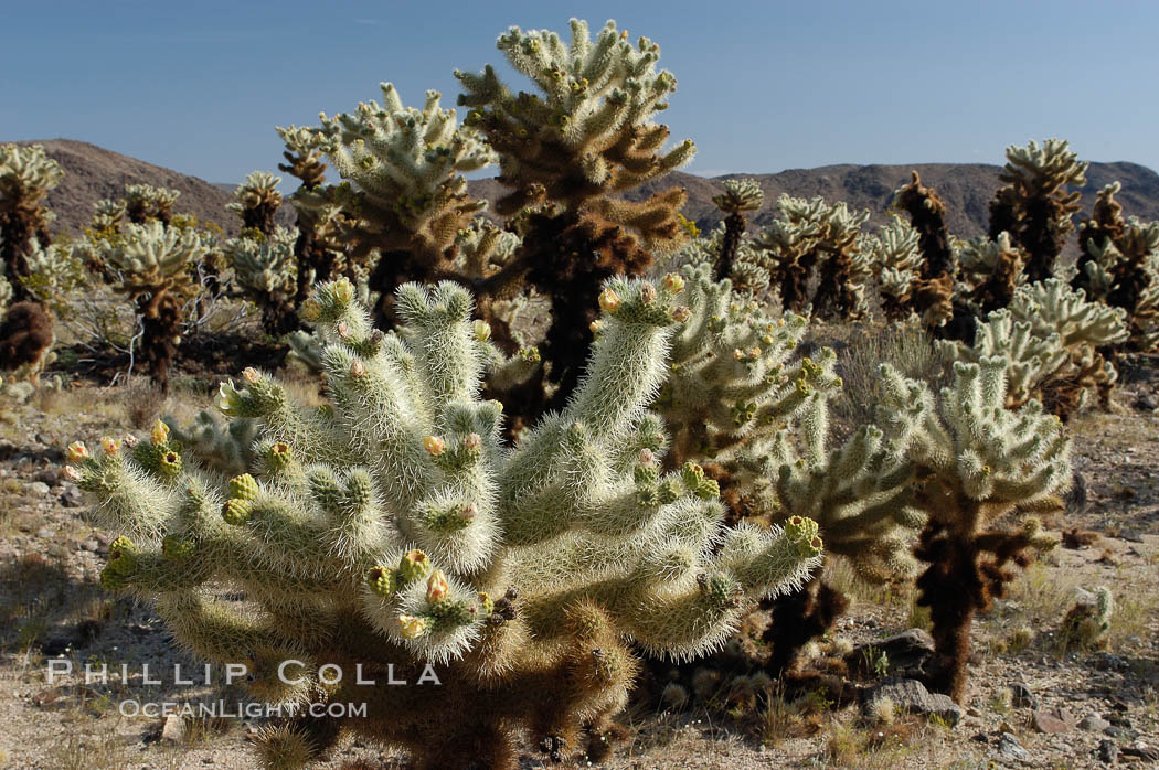 Image 09131, A small forest of Teddy-Bear chollas is found in Joshua Tree National Park. Although this plant carries a lighthearted name, its armorment is most serious. California, USA, Opuntia bigelovii, Phillip Colla, all rights reserved worldwide. Keywords: california, desert, environment, joshua tree, joshua tree national park, jumping cholla, national park, national parks, nature, opuntia bigelovii, outdoors, outside, teddy-bear cholla, teddybear cholla, usa.
