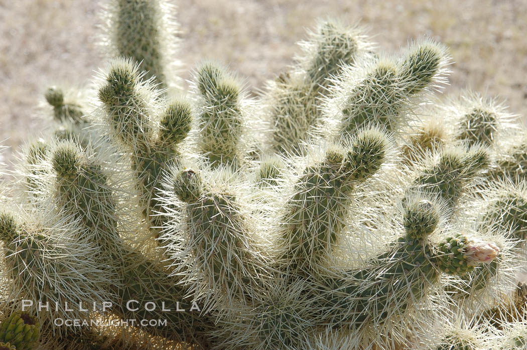 The Teddy-Bear chollas dense array of spines is clearly apparent. Joshua Tree National Park, California, USA, Opuntia bigelovii, natural history stock photograph, photo id 09135