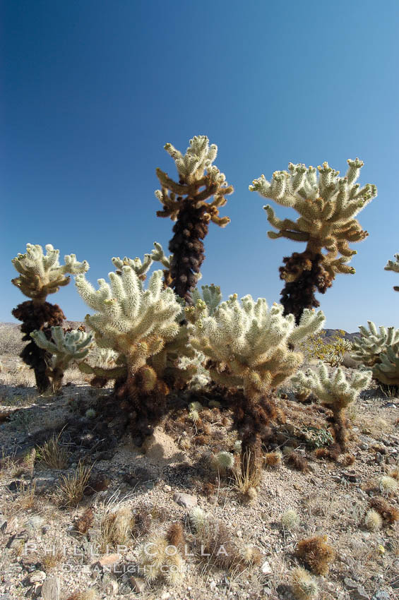 A small forest of Teddy-Bear chollas is found in Joshua Tree National Park. Although this plant carries a lighthearted name, its armorment is most serious. California, USA, Opuntia bigelovii, natural history stock photograph, photo id 09143