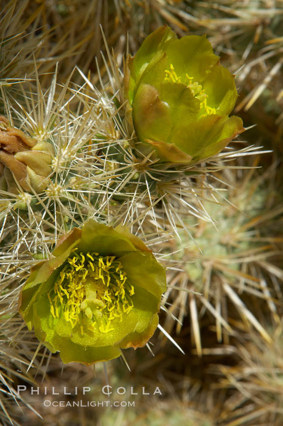 Image 11935, Teddy-Bear cholla blooms in spring. This species is covered with dense spines and pieces easily detach and painfully attach to the skin of distracted passers-by. Joshua Tree National Park, California, USA, Opuntia bigelovii, Phillip Colla, all rights reserved worldwide. Keywords: cactus, california, desert, desert wildflower, environment, joshua tree, joshua tree national park, jumping cholla, national park, national parks, nature, opuntia bigelovii, outdoors, outside, plant, teddy-bear cholla, teddybear cholla, usa, wildflower.