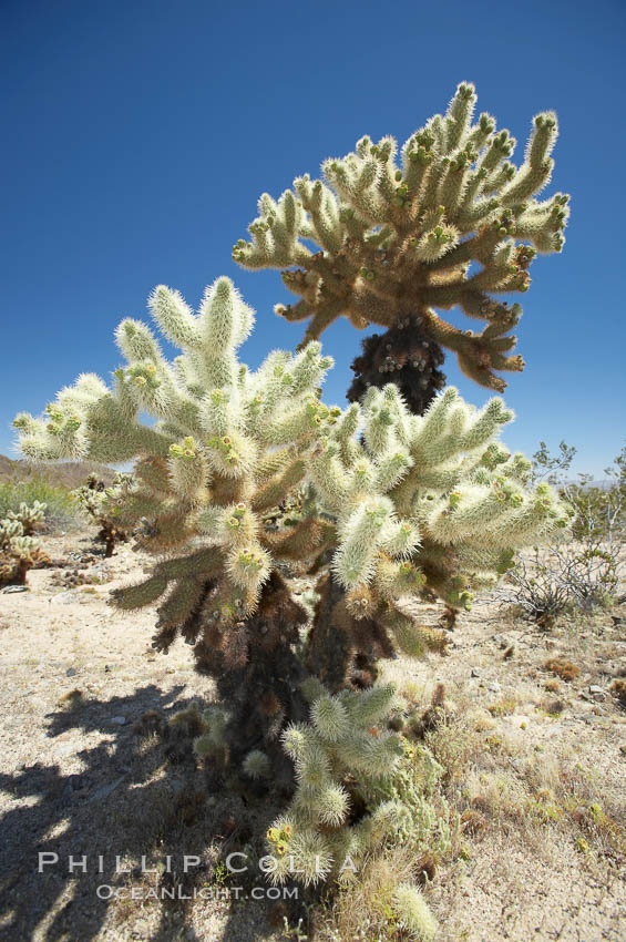 Teddy-Bear cholla cactus. This species is covered with dense spines and pieces easily detach and painfully attach to the skin of distracted passers-by. Joshua Tree National Park, California, USA, Opuntia bigelovii, natural history stock photograph, photo id 11983
