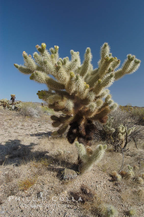 A small forest of Teddy-Bear chollas is found in Joshua Tree National Park. Although this plant carries a lighthearted name, its armorment is most serious. California, USA, Opuntia bigelovii, natural history stock photograph, photo id 09141
