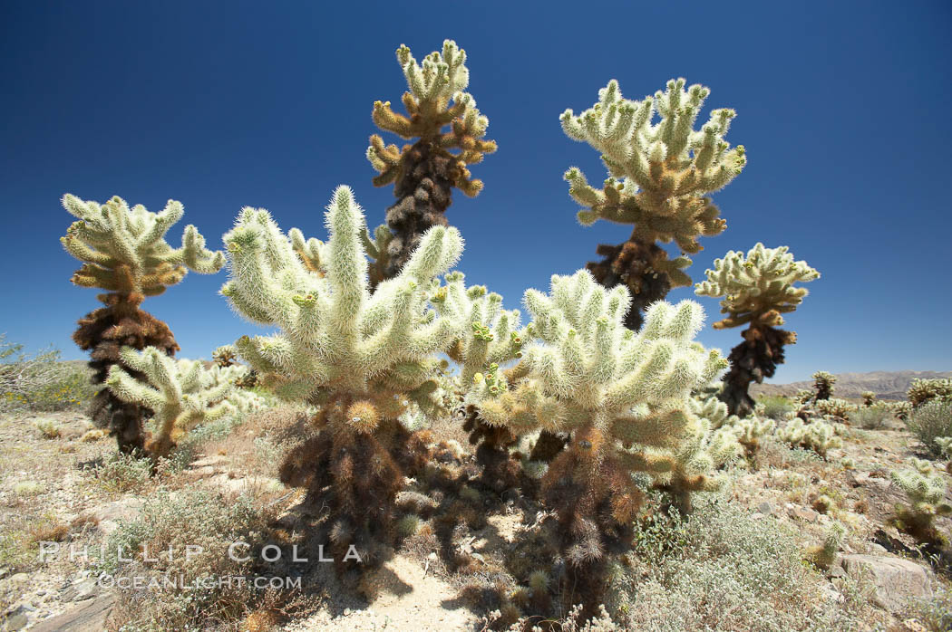 Teddy-Bear cholla cactus. This species is covered with dense spines and pieces easily detach and painfully attach to the skin of distracted passers-by. Joshua Tree National Park, California, USA, Opuntia bigelovii, natural history stock photograph, photo id 11981