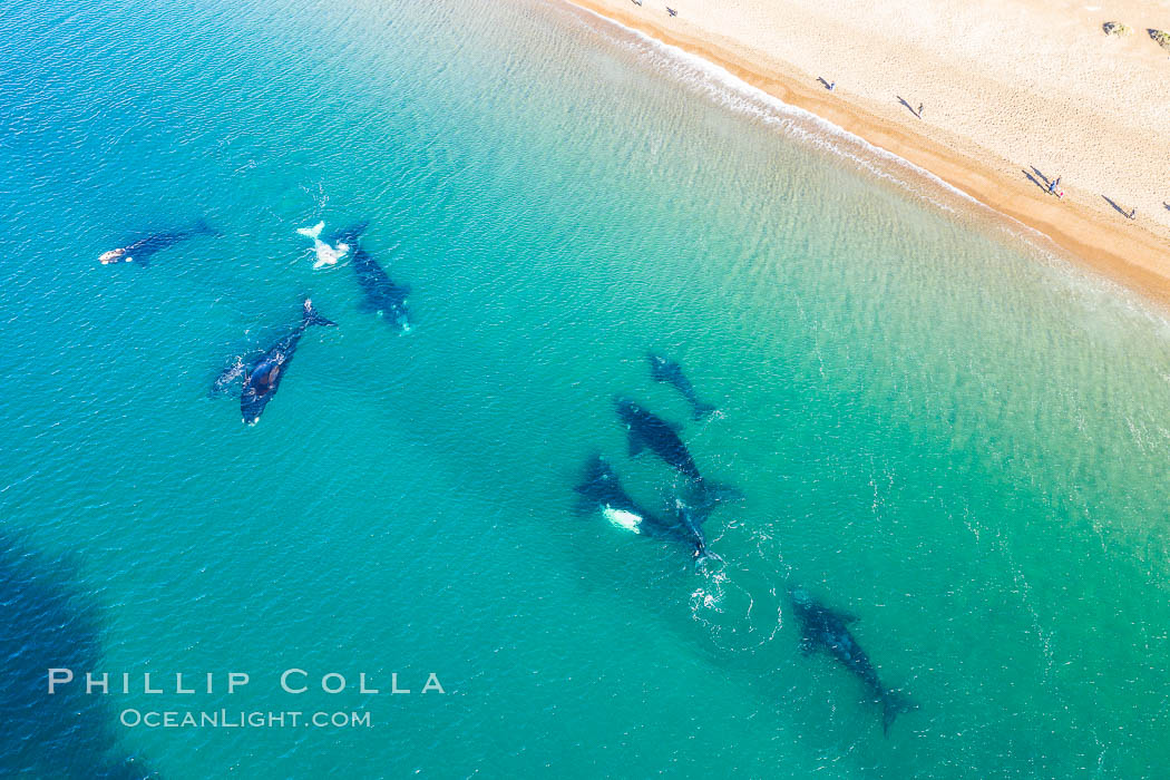 Ten southern right whales very close to shore, including four calves and a rare white calf, people watching from the beach, Playa El Doradillo, aerial photo, Patagonia, Argentina. Puerto Piramides, Chubut, Eubalaena australis, natural history stock photograph, photo id 35945