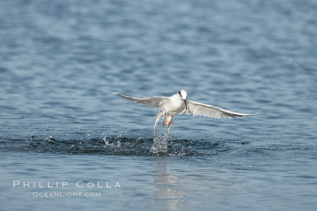 Unidentified tern. San Diego Bay National Wildlife Refuge, California, USA, natural history stock photograph, photo id 17470