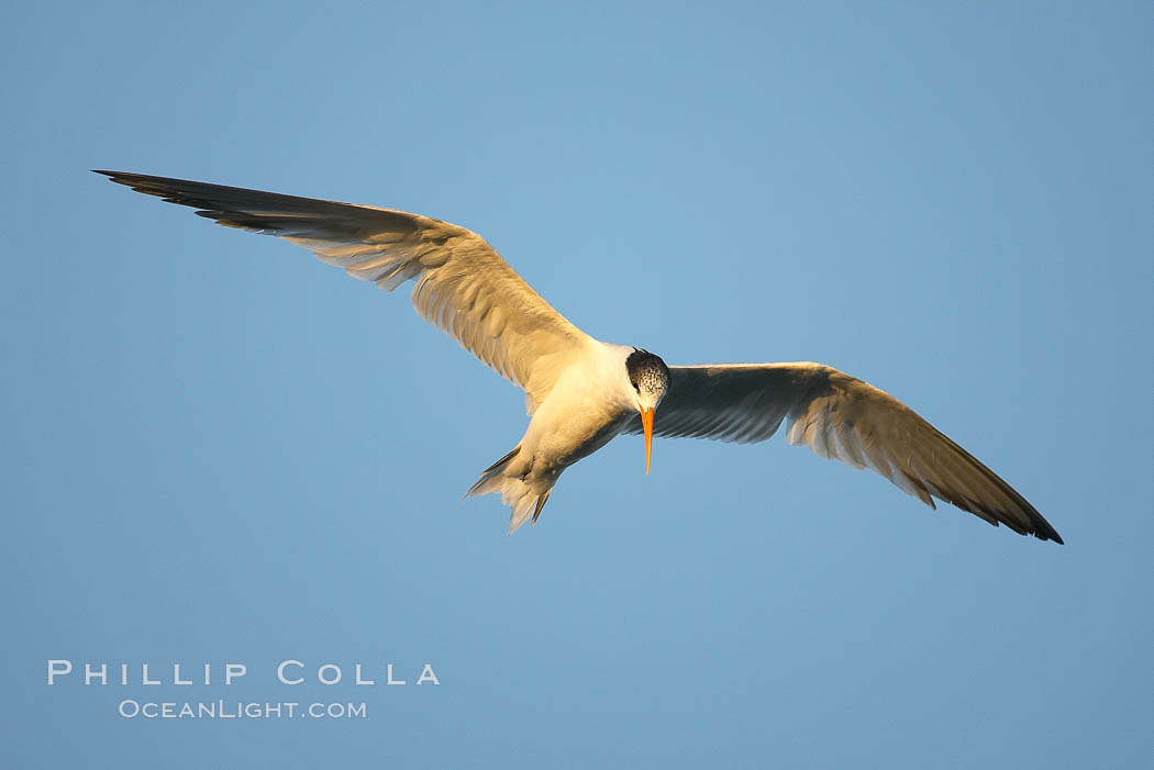 Unidentified tern. San Diego Bay National Wildlife Refuge, California, USA, natural history stock photograph, photo id 17468