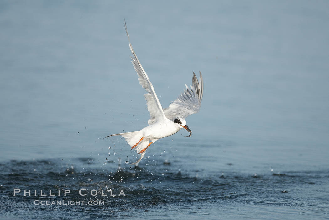 Unidentified tern. San Diego Bay National Wildlife Refuge, California, USA, natural history stock photograph, photo id 17472