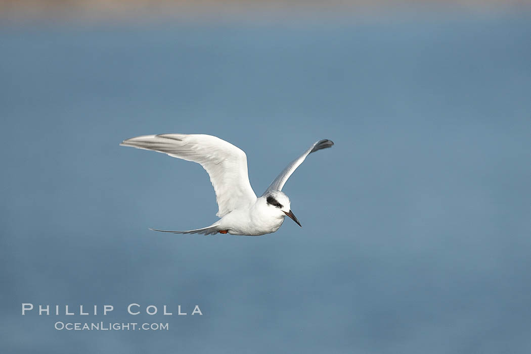 Unidentified tern. San Diego Bay National Wildlife Refuge, California, USA, natural history stock photograph, photo id 17471