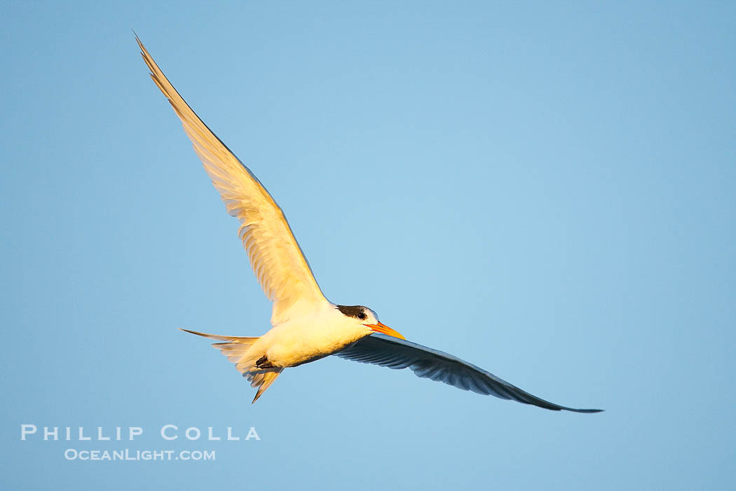 Unidentified tern., natural history stock photograph, photo id 17469