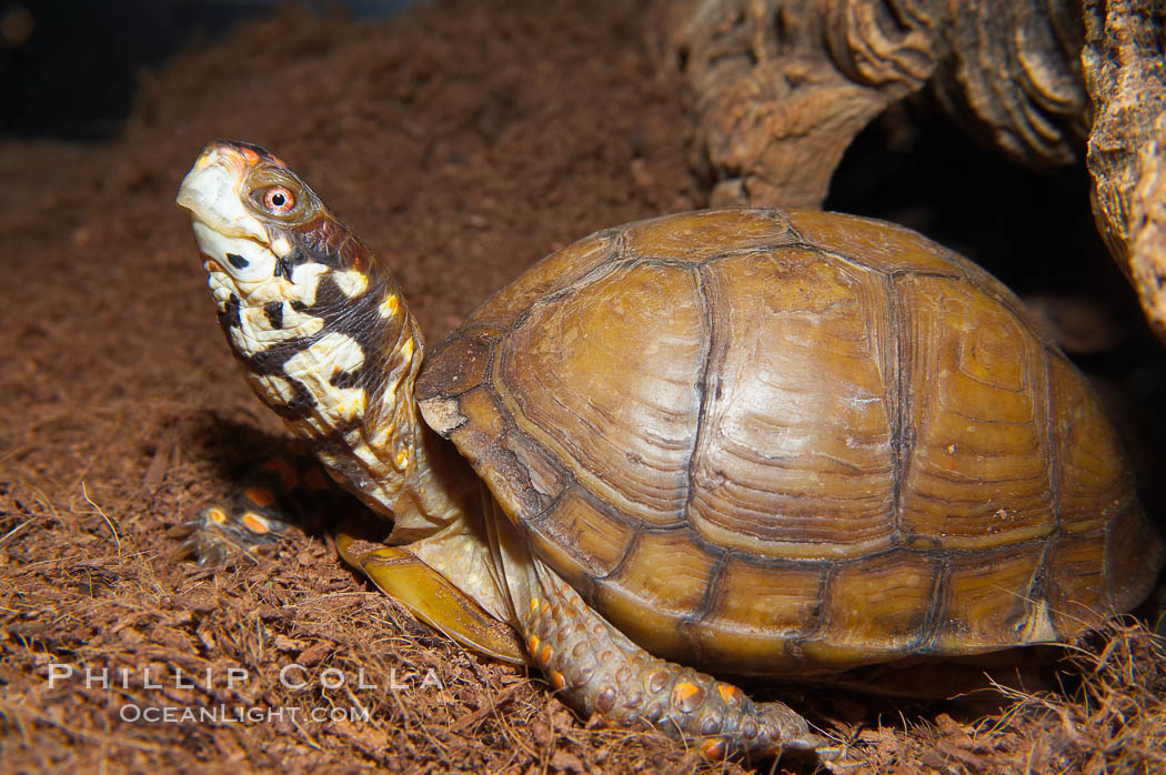 Box turtle.  Box turtles are famous for their hinged shells, which allow them to retract almost completely into their bony armor., Terrapene, natural history stock photograph, photo id 13987