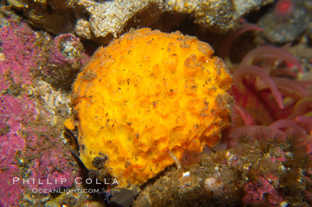 Orange puffball sponge., Tethya aurantia, natural history stock photograph, photo id 14015