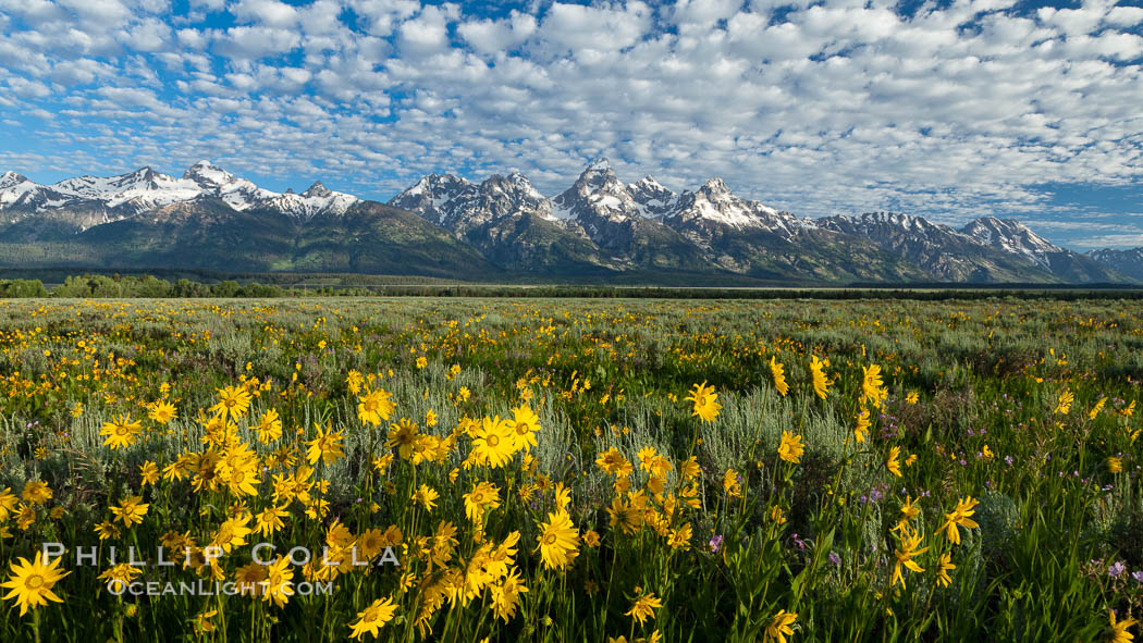 Teton Range and Antelope Flat wildflowers, sunrise, clouds. Grand Teton National Park, Wyoming, USA, natural history stock photograph, photo id 26936