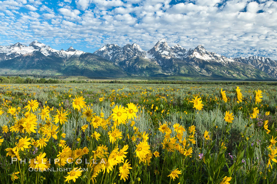 Teton Range and Antelope Flat wildflowers, sunrise, clouds. Grand Teton National Park, Wyoming, USA, natural history stock photograph, photo id 26929