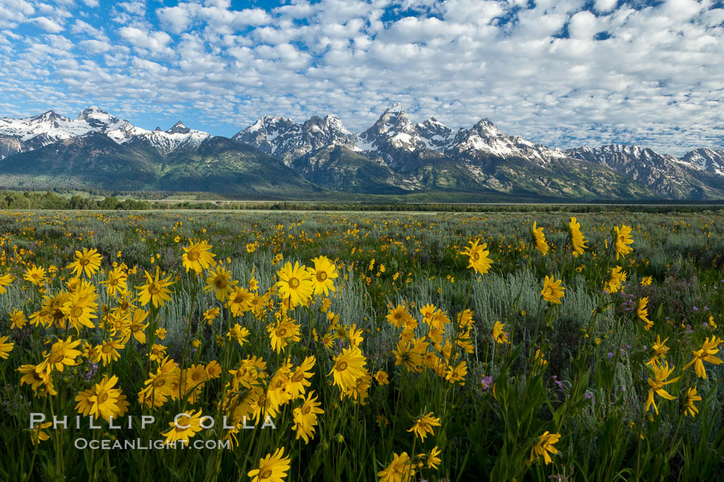 Teton Range and Antelope Flat wildflowers, sunrise, clouds. Grand Teton National Park, Wyoming, USA, natural history stock photograph, photo id 26937