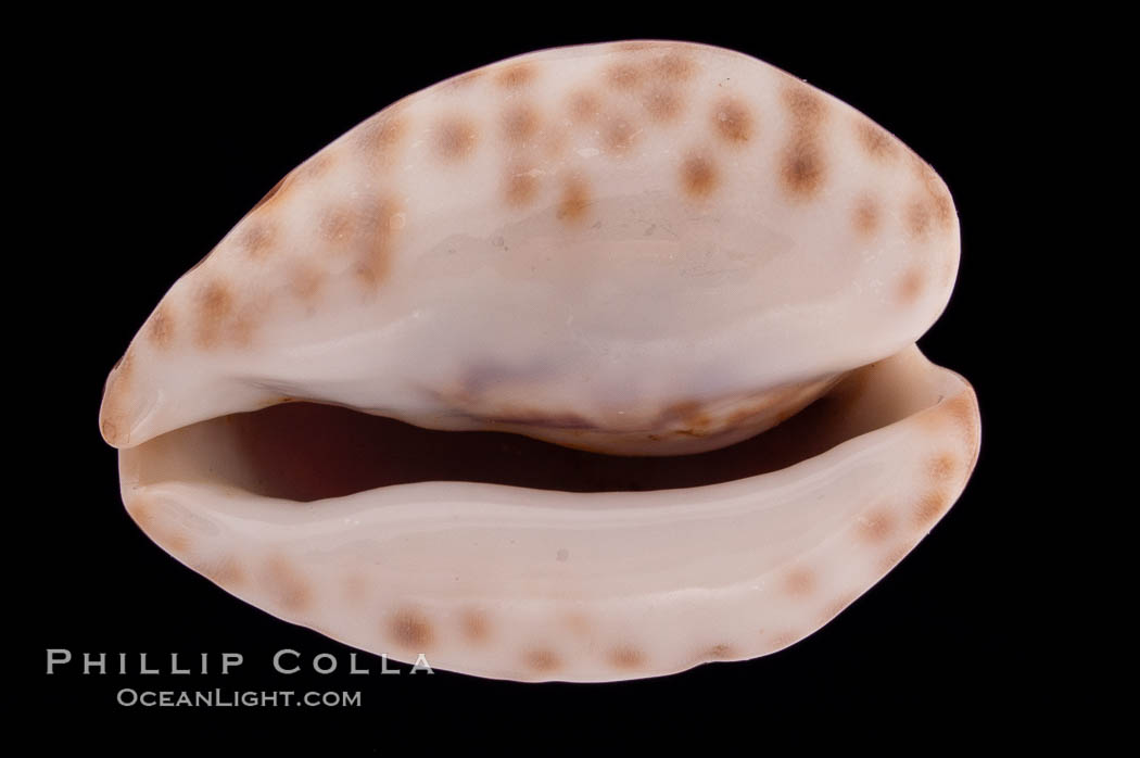Teulere's Cowrie., Cypraea teulerei, natural history stock photograph, photo id 08330