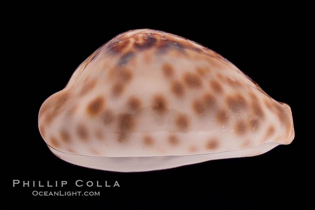 Teulere's Cowrie., Cypraea teulerei, natural history stock photograph, photo id 08331