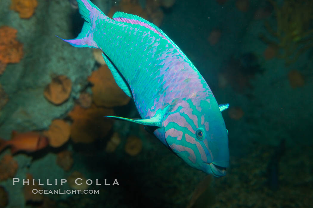 Island wrasse., Thalassoma grammaticum, natural history stock photograph, photo id 12946
