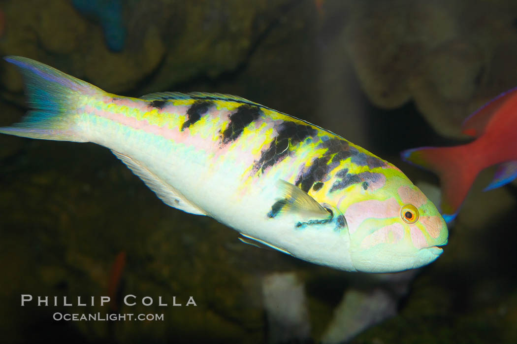 Sixbar wrasse., Thalassoma hardwicke, natural history stock photograph, photo id 12933