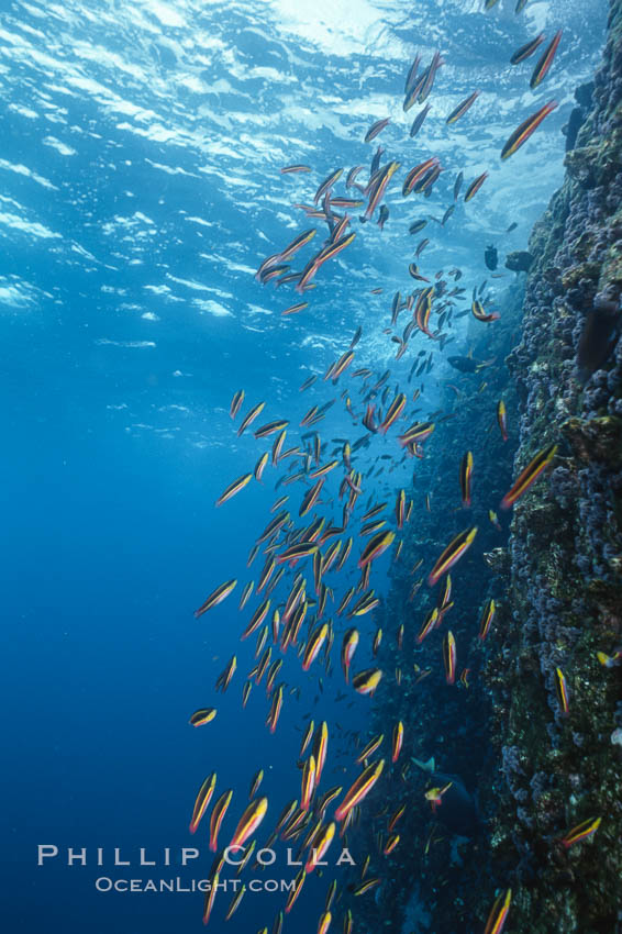 Rainbow wrasse, schooling over reef., Thalassoma lucasanum, natural history stock photograph, photo id 05103