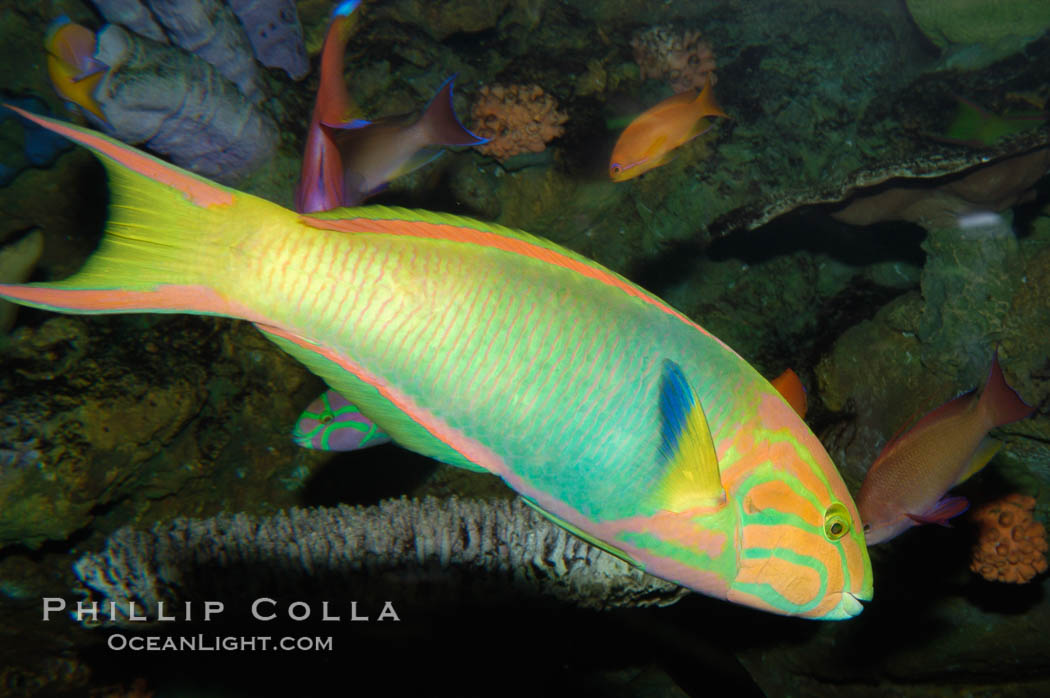 Sunset wrasse., Thalassoma lutescens, natural history stock photograph, photo id 08873