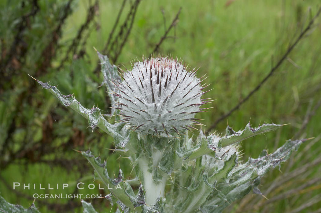 Unidentified thistle., natural history stock photograph, photo id 11666
