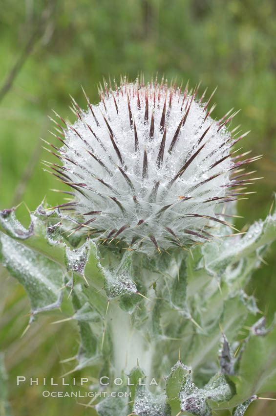 Unidentified thistle., natural history stock photograph, photo id 11668