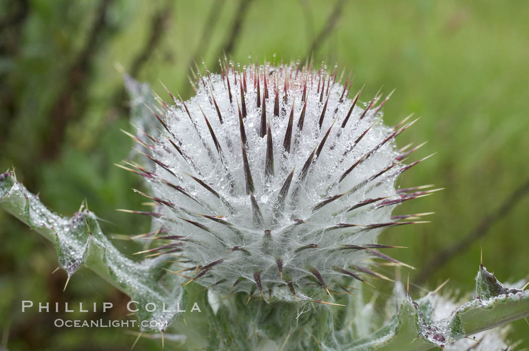 Unidentified thistle. San Elijo Lagoon, Encinitas, California, USA, natural history stock photograph, photo id 11667