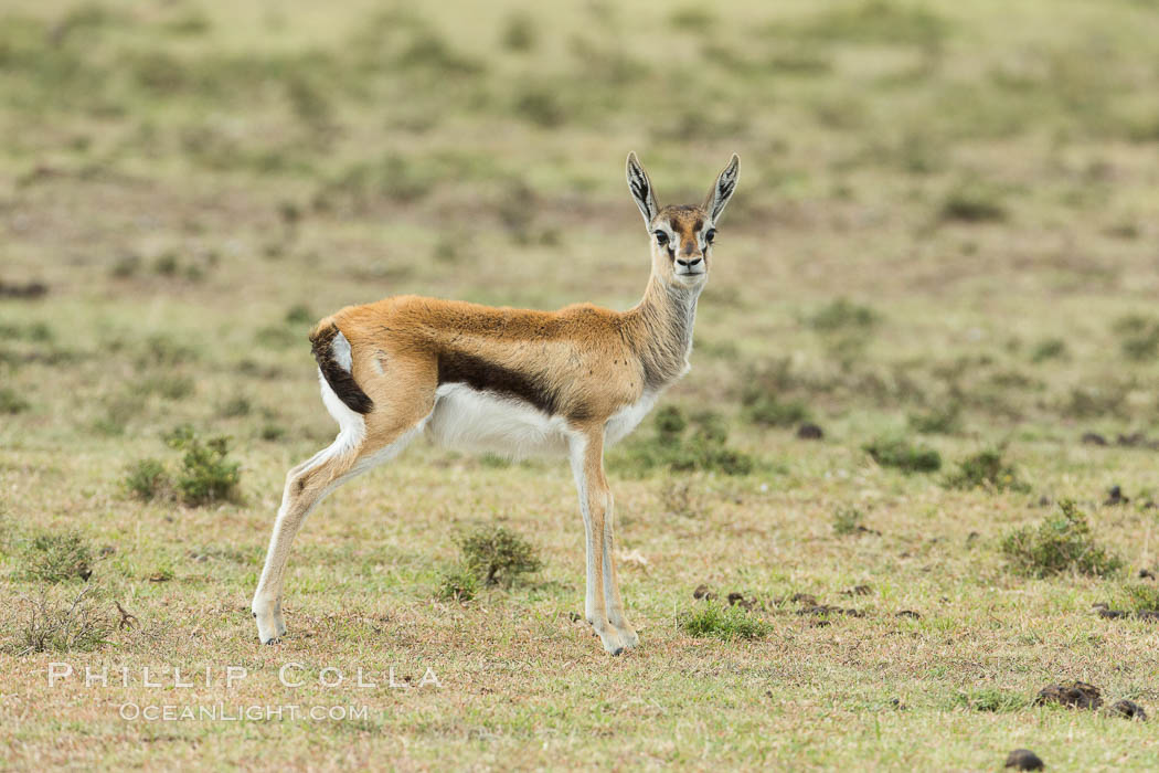 Thompson's gazelle, Maasai Mara, Kenya. Olare Orok Conservancy, Eudorcas thomsonii, natural history stock photograph, photo id 30050