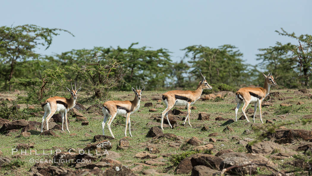 Thompson's gazelle, Maasai Mara, Kenya. Olare Orok Conservancy, Eudorcas thomsonii, natural history stock photograph, photo id 30004