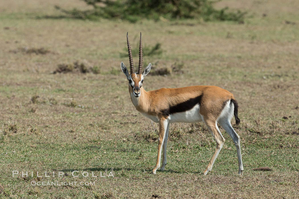 Thompson's gazelle, Maasai Mara, Kenya. Olare Orok Conservancy, Eudorcas thomsonii, natural history stock photograph, photo id 30003