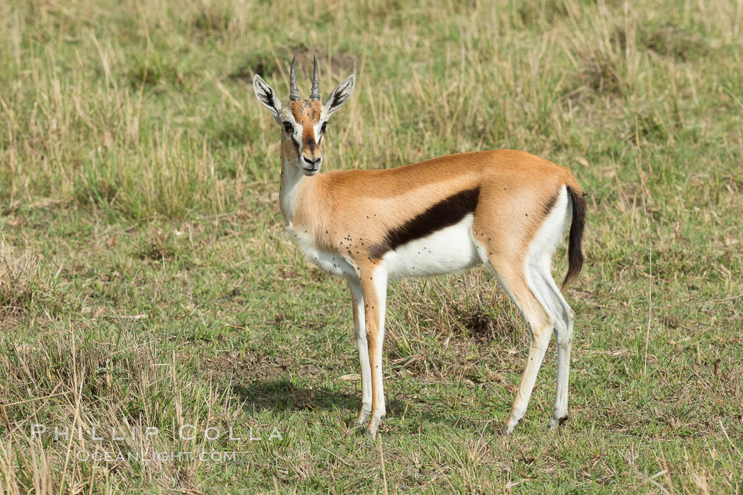 Thompson's gazelle, Maasai Mara, Kenya. Maasai Mara National Reserve, Eudorcas thomsonii, natural history stock photograph, photo id 29969