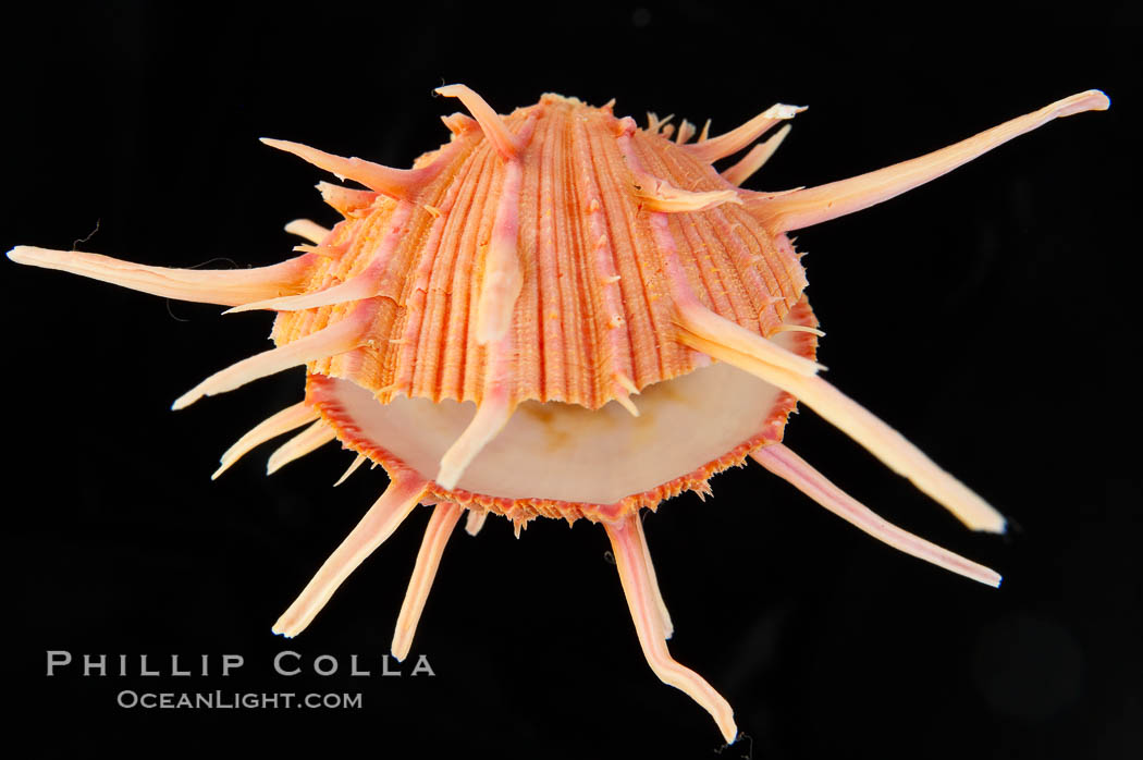 Thorny oyster or spiny oyster., Spondylus, natural history stock photograph, photo id 12972