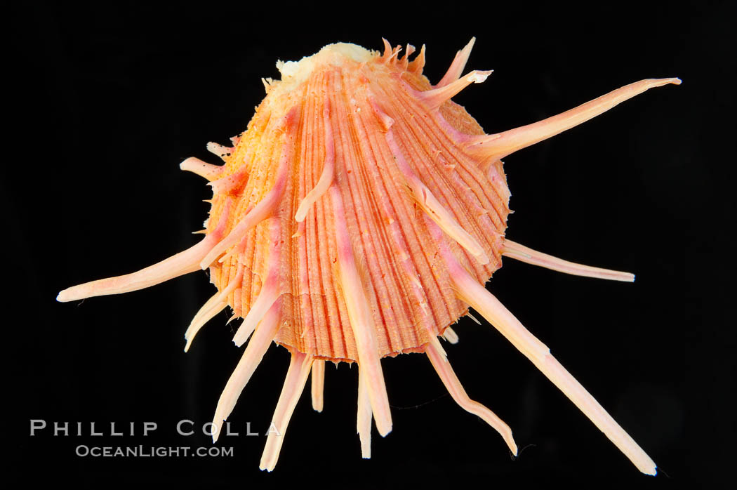 Thorny oyster or spiny oyster., Spondylus, natural history stock photograph, photo id 12973