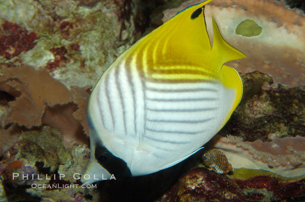 Threadfin butterflyfish., Chaetodon auriga, natural history stock photograph, photo id 09291