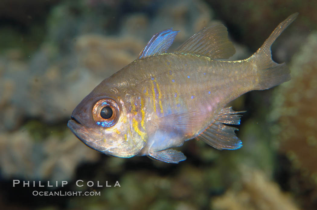 Threadfin cardinalfish., Apogon leptacanthus, natural history stock photograph, photo id 08880