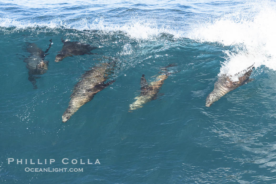 Three California sea lions bodysurf together, suspended in the face of a big wave, Boomer Beach, La Jolla., natural history stock photograph, photo id 39022
