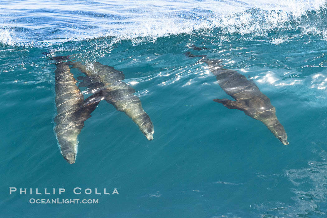 Three California sea lions bodysurf together, suspended in the face of a big wave, Boomer Beach, La Jolla