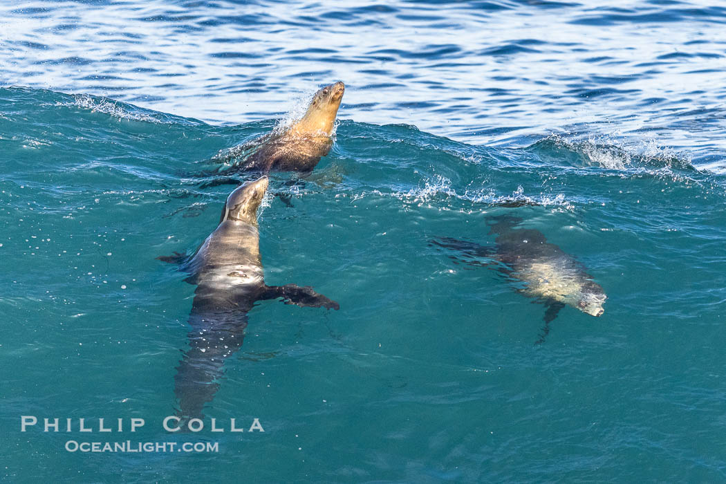 Three California sea lions bodysurf together, suspended in the face of a big wave, Boomer Beach, La Jolla. USA, natural history stock photograph, photo id 39015
